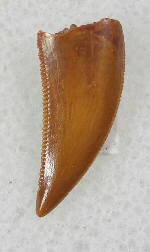 Beautiful Raptor Tooth From Morocco - #26138